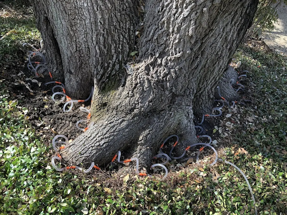 Detailed Tree Cabling and Bracing job site in Culver City